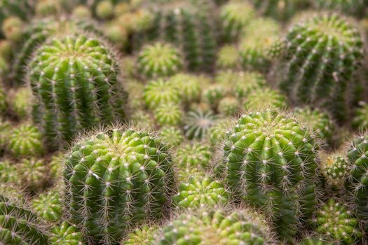 Close up of green tropical cactus background