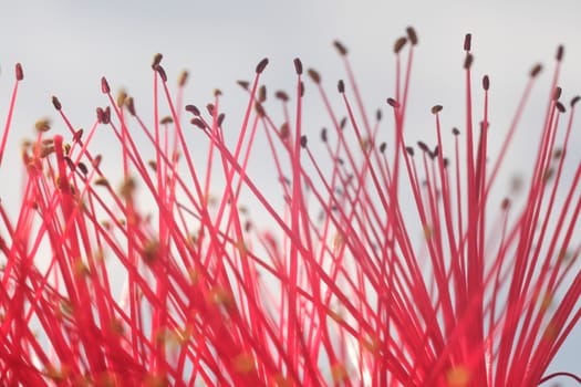 Macro photo of Callistemon flowers in a garden overlooking the Ligurian sea. Ears of red flowers in spring.