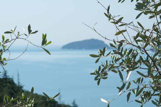 Olive leaves photographed in the Gulf of La Spezia with the background of the Isola del Tino.