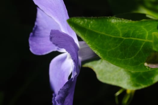 Periwinkle blue flower with green leaves. Macro photography.