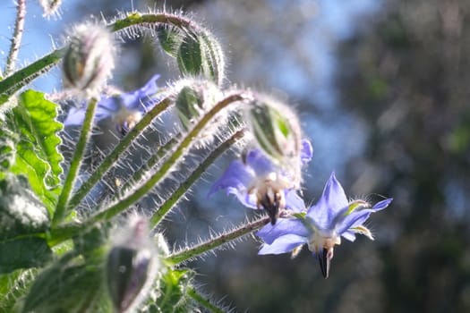 Blue buds and flowers of borage in spring. Macro photography of borage petals. Edible plant. 