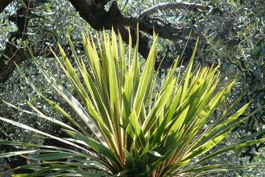 Garden with dracaena plant with leaves blowing in the wind. Plants in spring in a Mediterranean garden in Liguria.