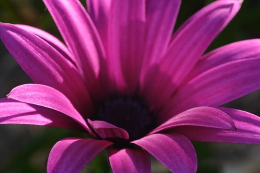 Macro photograph of a beautiful flower with purple red petals. African pink daisy (Dimorphotheca pluvialis).