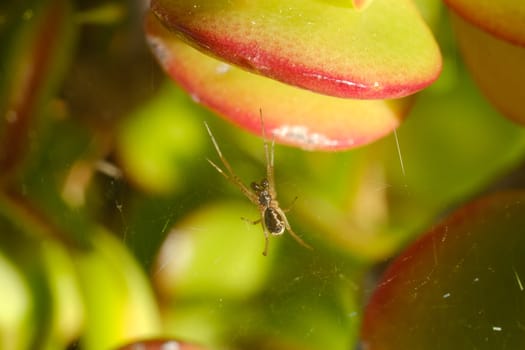 Small spider with spider web on the leaves of the succulent plant. Spider on Crassula ovata Macro photograpy.