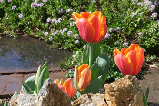Orange tulip flowers in a rock garden. Beautiful spring bloom.