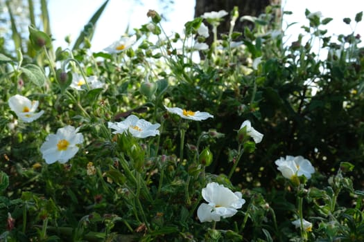 Cistus bush in bloom in a Ligurian garden. Flowering with white roses typical of the Mediterranean climate.