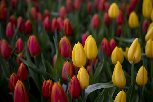 Group of tulip flowers blooming in the garden