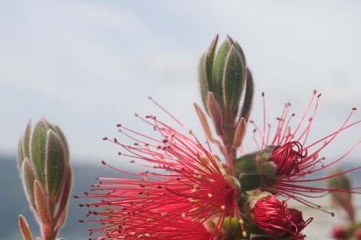 Macro Photo of Callistemon flowers in a garden overlooking the Ligurian sea. Spikes of red flowers in spring with the background of the sea with the Gulf of La Spezia.
