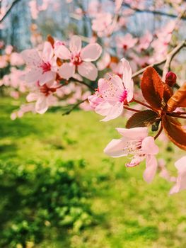 Apple tree flowers bloom, floral blossom in sunny spring