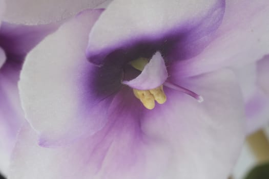 Macro photography of African violet flowers of white and purple color. Spring flowering of indoor plant.