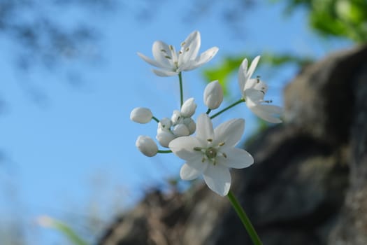 Wild garlic flower blossom, white color. Macro photography of the petals of the spring bloom. Edible plant.