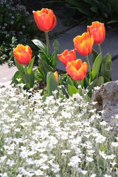 Spring flowering in the Mediterranean garden. Orange tulips and white cerastium flowers.