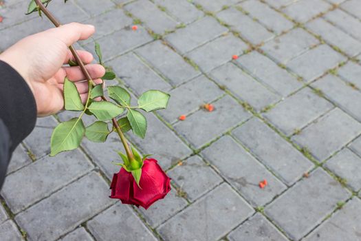 The gardener is holding a red rose in his hands, dropping it down to throw it away