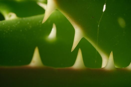 Thorns of succulent leaves resemble shark teeth. Macro detail photo of aloe vera.