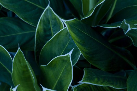 Close up of green leaf texture for background