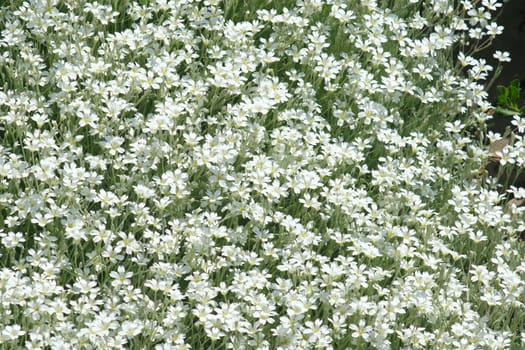 Meadow with small white flowers seen from above. Soft carpet of grass in spring bloom. Cerastium flowers