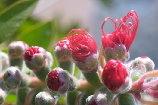 Macro photo of Callistemon flowers in a garden overlooking the Ligurian sea. Ears of red flowers in spring.