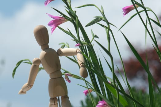 Wooden mannequin with pink wild gladiolus flowers moving in the wind. A Mediterranean garden with Gladiolus italicus bulbs blooming in spring with the sky background.