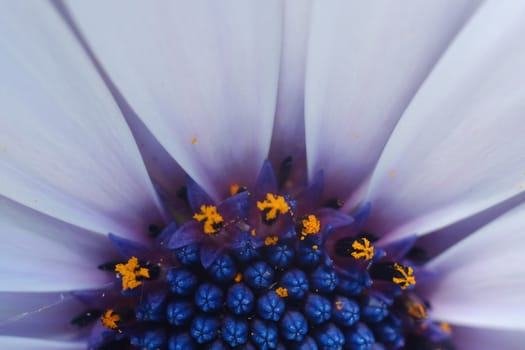 Detail of a flower of a large daisy with white petals. Macro photography of a blue and white flower.