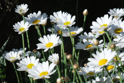 Bush of white daisy flowers. Mediterranean garden of Liguria.