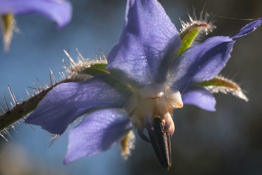 Blue borage flower in spring. Macro photography of borage petals.