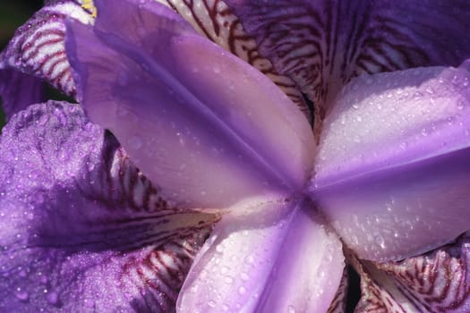 Purple Iris flower. Close Up of Gorgeous Spring Bloom. Macro photography.