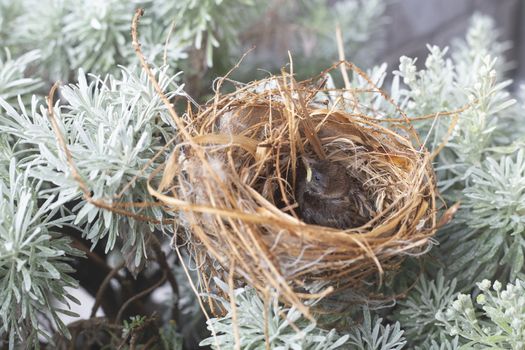 Baby bird in the nest on the bush