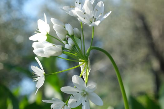 Wild garlic flower blossom, white color. Macro photography of the petals of the spring bloom. Edible plant.