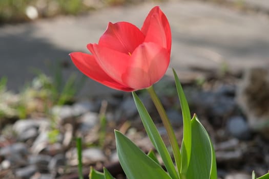 Beautiful red tulip in spring bloom. Macro of a tulip plant.