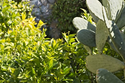 In a Mediterranean garden of the Ligurian coast a lemon plant with a prickly pear cactus
