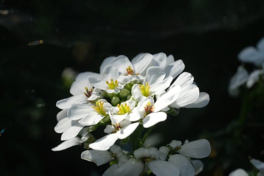 White and yellow Iberis flowers. Macro photography of a composite flower of a Mediterranean plant.