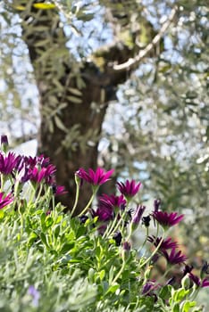 The purple-red flowers in a Mediterranean garden in Liguria. In the background an olive tree and the horizon of the sea