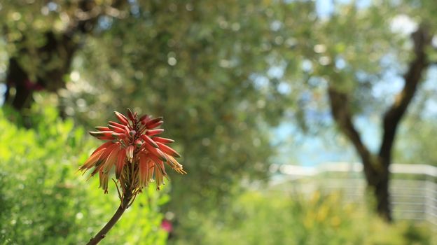 Aloe vera flower in a Mediterranean garden in Liguria. In the background olive trees and the sea.