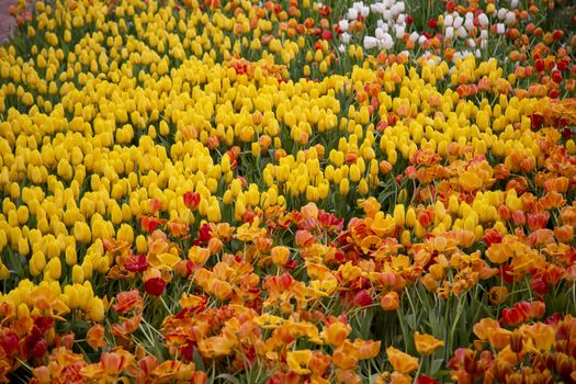 Group of tulip flowers blooming in the garden