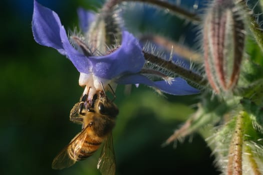 Bee sucks nectar and collects blue flower pollen. A beautiful blue mallow flower attracts bees.