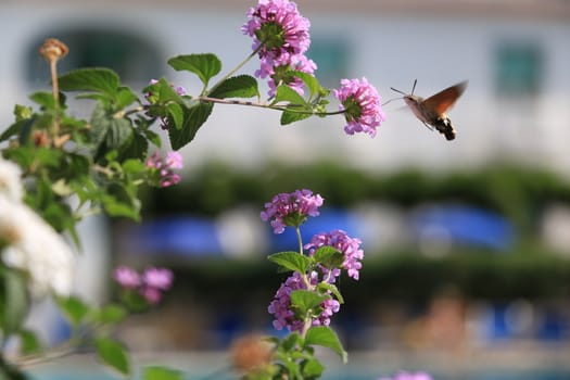 Flying bee sucks the nectar from pink flowers of Lantana Camara with a long trunk.