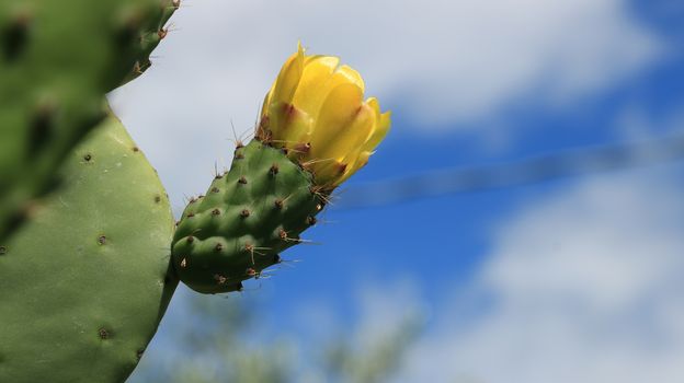 Prickly pear flowers in a Mediterranean garden in Liguria.