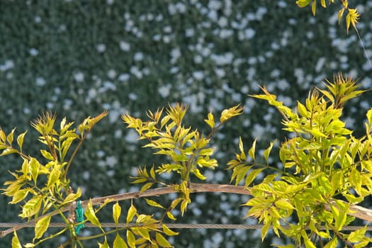 Pergola with climbing plant of bignonia. Green spring leaves move with the wind.