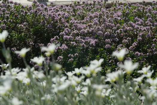 Flowering bush of thyme with bees sucking nectar. Spring flowering in an Italian garden in Liguria. In the foreground Cerastium flowers.