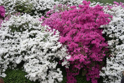 A garden on Lake Como in Lombardy with magnificent white and purple Japanese azaleas.