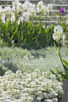 The flowers of Iberis and Iris in the Mediterranean garden.