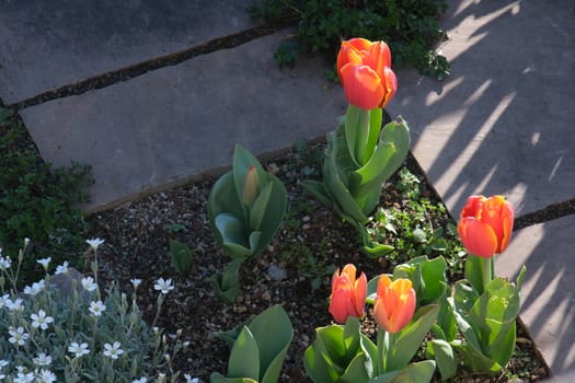 Orange tulip flowers in a rock garden. Beautiful spring bloom with cerastium and thyme.