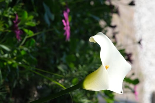 Beautiful white flower of a calla. Spring flowering in an Italian garden in Liguria.