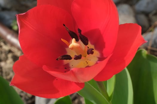 Beautiful red tulip in spring bloom. Macro of the petals of a tulip plant.