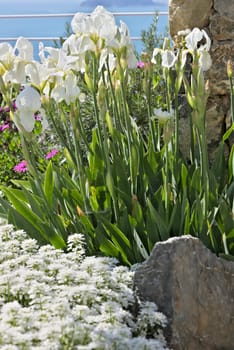 The flowers of African daisy (Dimorphoteca pluvialis), Iberis and Iris move under the Mediterranean breeze.