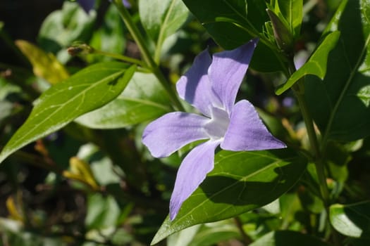 Periwinkle blue flower with green leaves. Macro photography.