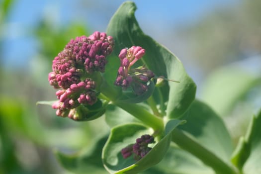 Red valerian flowers, medicinal herb. Spontaneous edible plant that grows in the lands of Liguria.