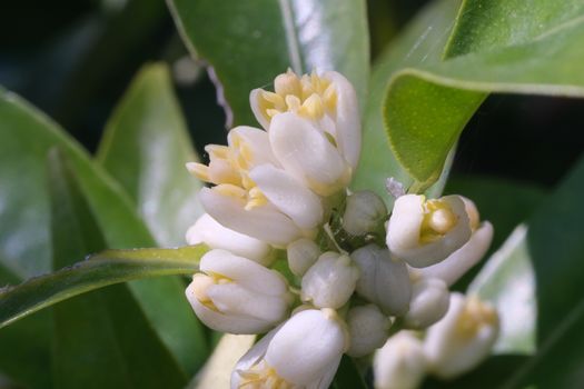 Clementine citrus flowers. Spring flowering. Close up of fragrant flower.