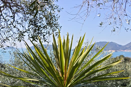 A Mediterranean garden with olive trees and ornamental plants near the Cinque Terre.