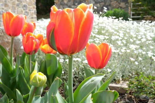 Spring flowering in the Mediterranean garden. Orange tulips, white cerastium flowers.